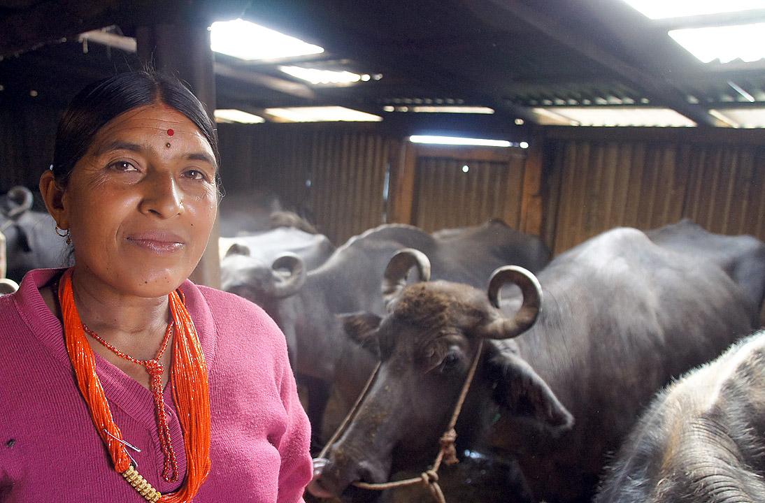 Dil Kumari with the water Buffalo herd she built up with an initial cooperative loan. Photo: LWF/ C. KÃ¤stner