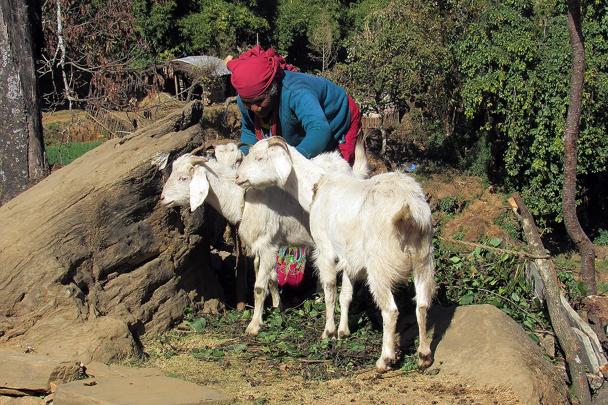 “Grandma” kali Kamini with her goats.