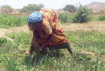 A woman works in the fields of Ouaddai Province in Eastern Chad. Photo: LWF/Allahramadji Gueldjim 