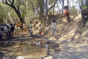 Children taking animals to drinking water points in Gambos Huila province, Angola. Photo: LWF/Abrao Mushivi