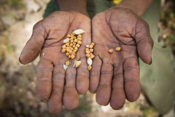 Woday Gelaye shows the meager chickpea harvest. He relies on food aid to feed his family. Photo: LWF/ Hannah Mornement