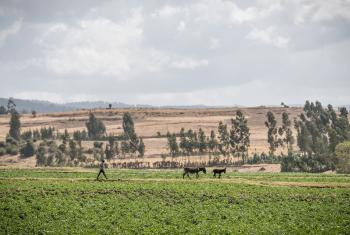 A boy walks across a field in Adaba, Ethiopia, near an irrigation and soil conservation site built by the Lutheran World Federation in the 1970s. It remains an important resource for people in the area. Photo: LWF/Albin Hillert