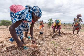 LWFs accreditation as observer to the UNEP Assembly provides a significant opportunity to channel the voices of those people most affected by environmental problems caused by climate change. The photo shows refugee women sowing groundnut near the Minawao camp for Nigerian refugees in Cameroon. Photo: LWF/Albin Hillert 
