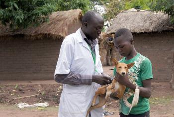 A DWS staff member vaccinates a the dog belonging to a refugee as part of an animal vaccination campaign, Dosseye camp, southern Chad. The LWF celebrates the work of staff around the world on World Humanitarian Day. Photo: LWF/ C. Kästner