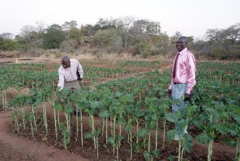 An income-generating garden for people living with HIV and AIDS in Musume, Zimbabwe. Photo: LWF/J. Brümmer