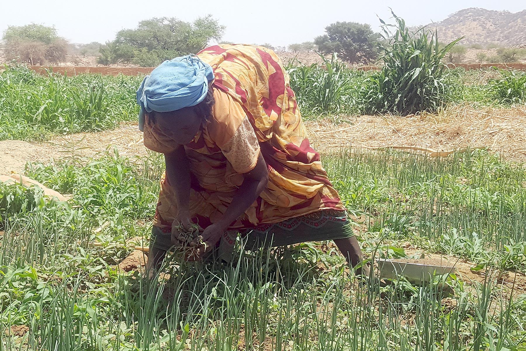 Eine Frau bei der Feldarbeit in der Provinz Quaddai im östlichen Tschad. Foto: LWB/Allahramadji Gueldjim