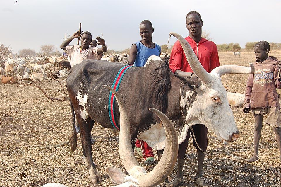 Cattle camp boys with one of their livestock Â© LWF/Fredrick Nzwili