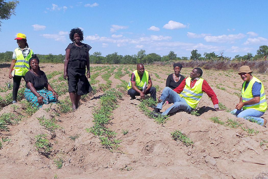 A demonstration farm for drought-resistant sweet potatoes in Gambos municipality, Huila province, southern Angola. Photo: LWF Angola/Bely Mangika