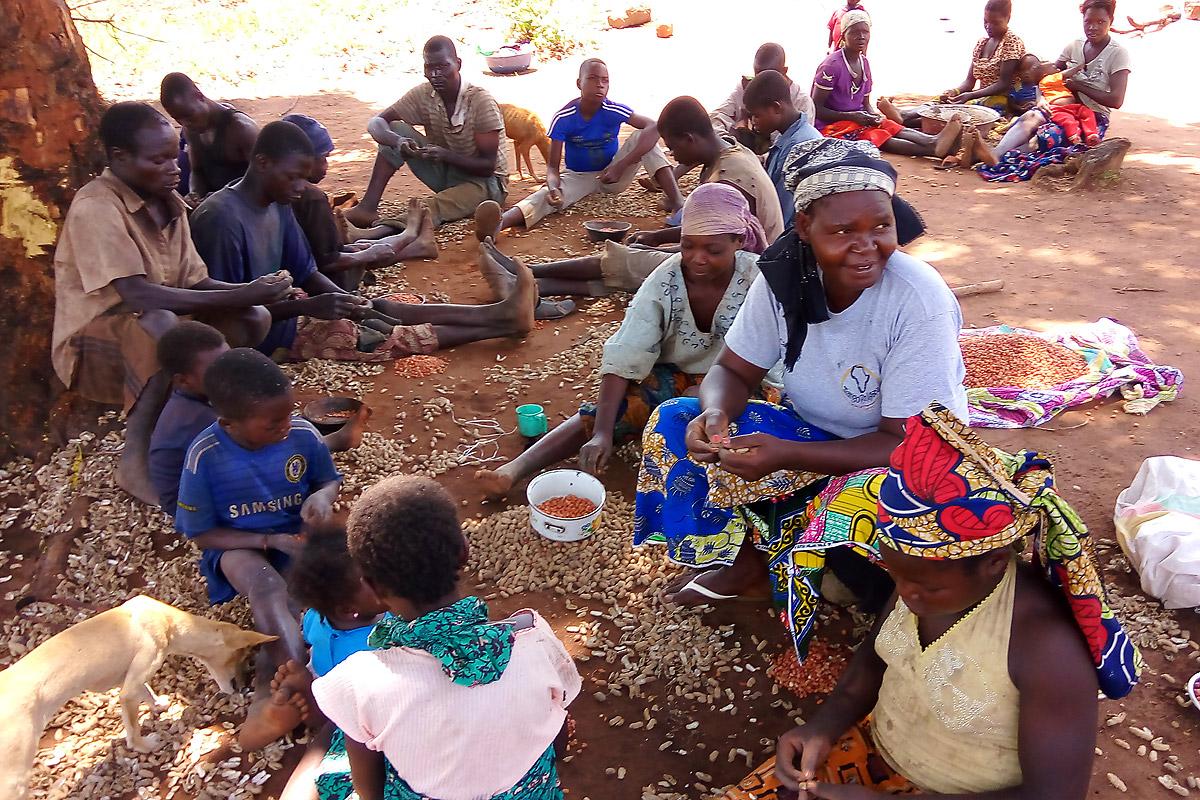 Mitglieder der Gemeinschaft, die unter einem Mangobaum gemeinsam Erdnüsse schälen. Foto: LWB/Zentralafrikanische Republik