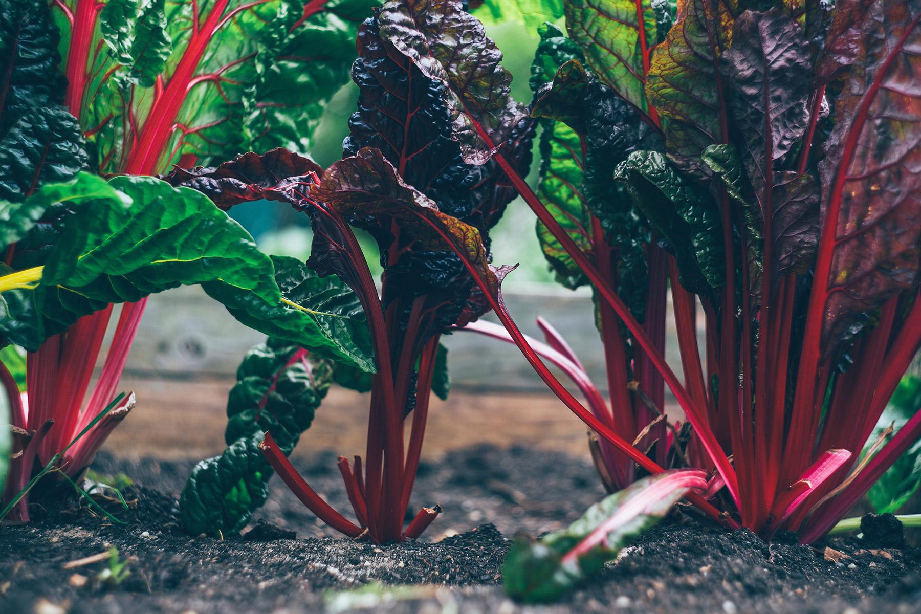 Mangold ist eines der Gemüse, die in den Gemeinschaftsgärten angebaut werden, die im Rahmen des Jugend-Klimaprojekts der Evangelisch-Lutherischen Kirche in Chile (IELCH) angelegt wurden. Foto: Markus Spiske via Unsplash