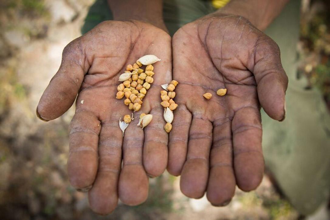 Woday Gelaye shows the meager chickpea harvest. He relies on food aid to feed his family. Photo: LWF/ Hannah Mornement