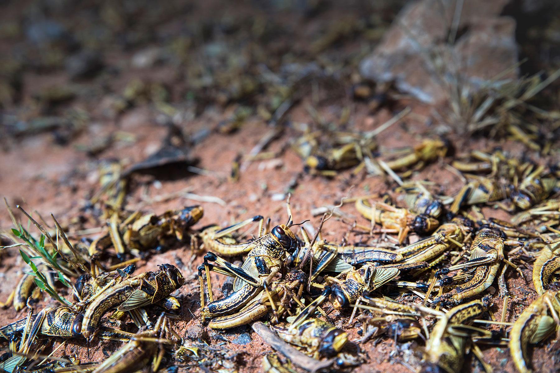 Tote Heuschrecken in Shilabo in der Somali-Region Äthiopiens. Viele der Heuschrecken wurden durch Insektizide getötet. Foto: FAO/Petterik Wiggers