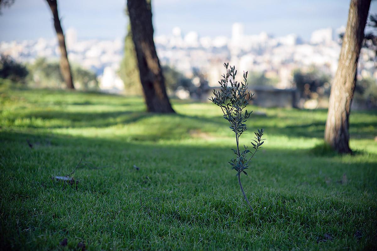 Ein Olivenbaum, Symbol des Friedens, in Jerusalem. Foto: LWB/M. Renaux