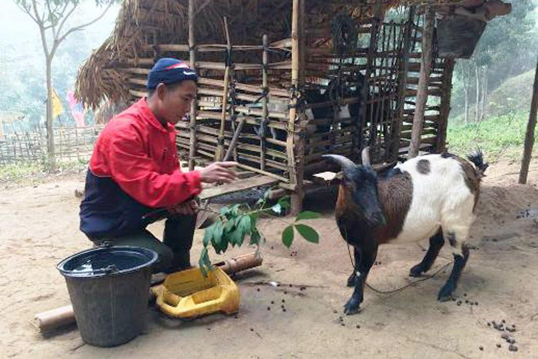 Herr Bounla füttert eine seiner Ziegen. Foto: LWB/A. Xaysongkam