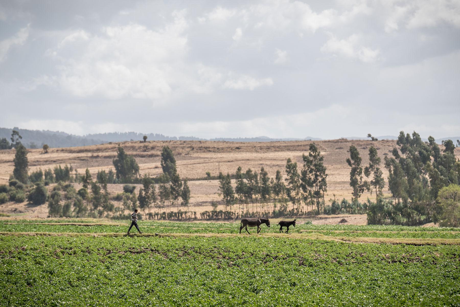 Ein Junge geht über ein Feld in Adaba, Äthiopien, in der Nähe einer Bewässerungs- und Bodenschutzanlage, die in den 1970er Jahren vom Lutherischen Weltbund gebaut wurde. Sie ist nach wie vor eine wichtige Ressource für die Menschen in diesem Gebiet. Foto: LWB/Albin Hillert