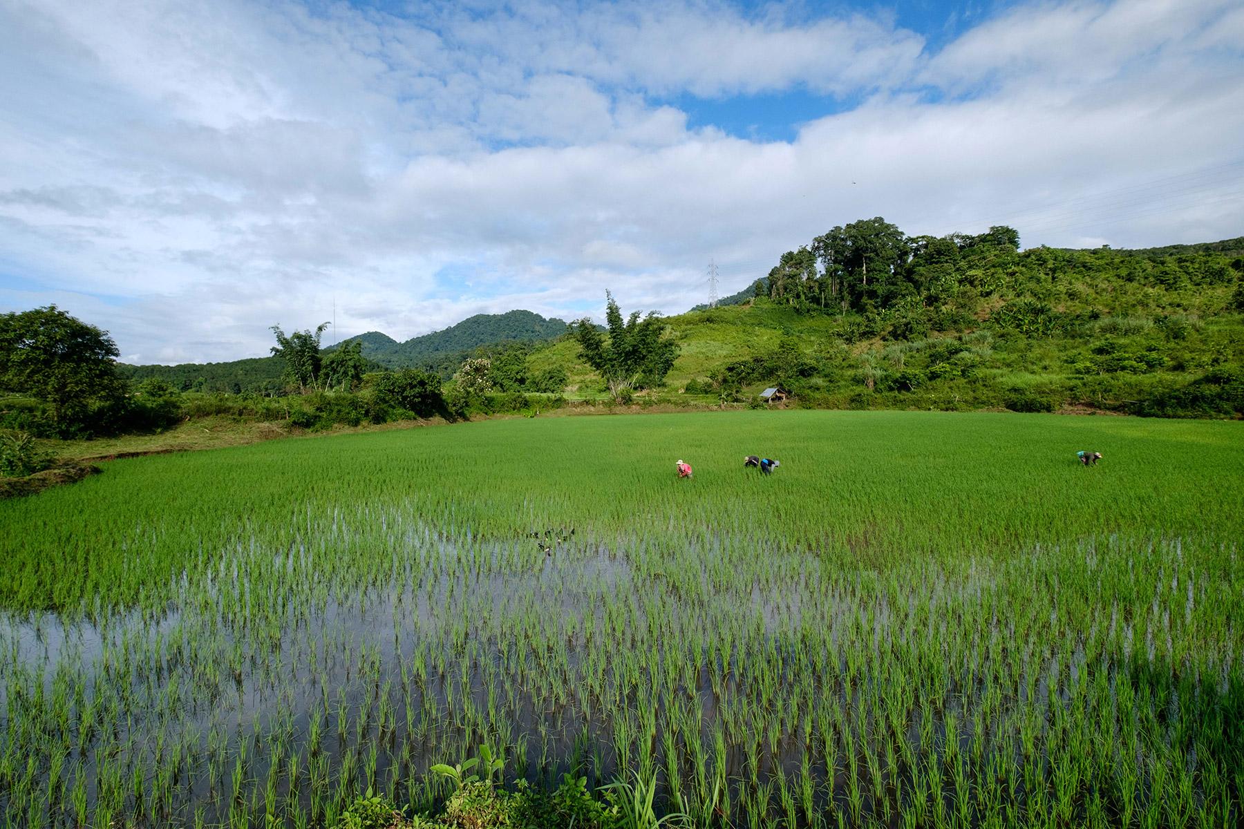 Farmers remove weeds in a Laos rice field. In most Asian countries, rice is both a main staple and a principal livelihood. Photo: Thomas Lohnes