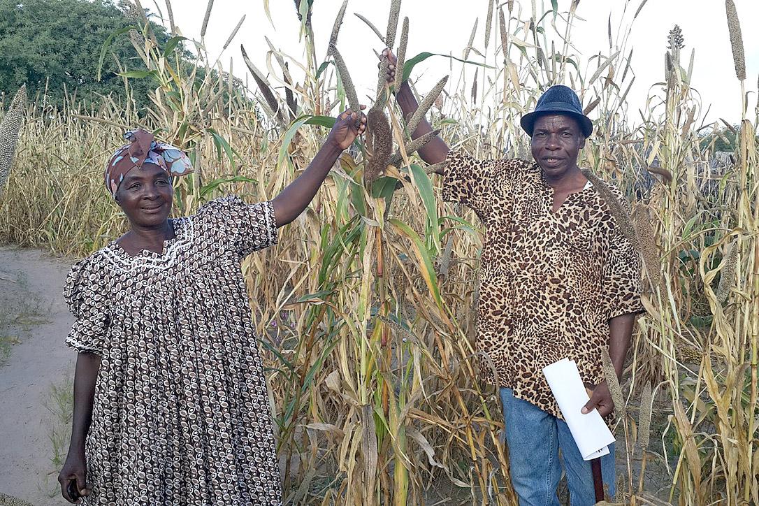 Jacob Alweendo and his wife Berfine are confident of a good millet harvest from their farm in Oipanda village, northwest Namibia. Photo:LWF/UCC-NELC