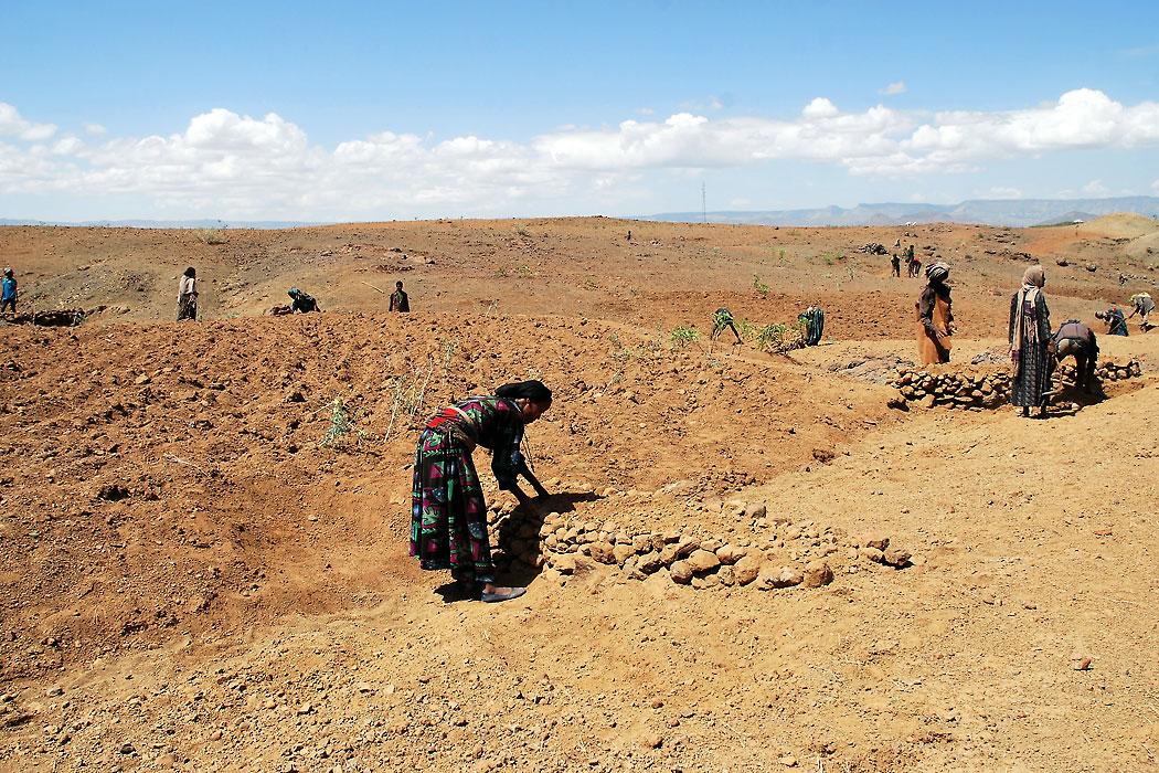 Lasta and Lalibela in North Wollo, Amhara, is one of the districts most seriously affected by drought. Photo: LWF/S. Gebreyes