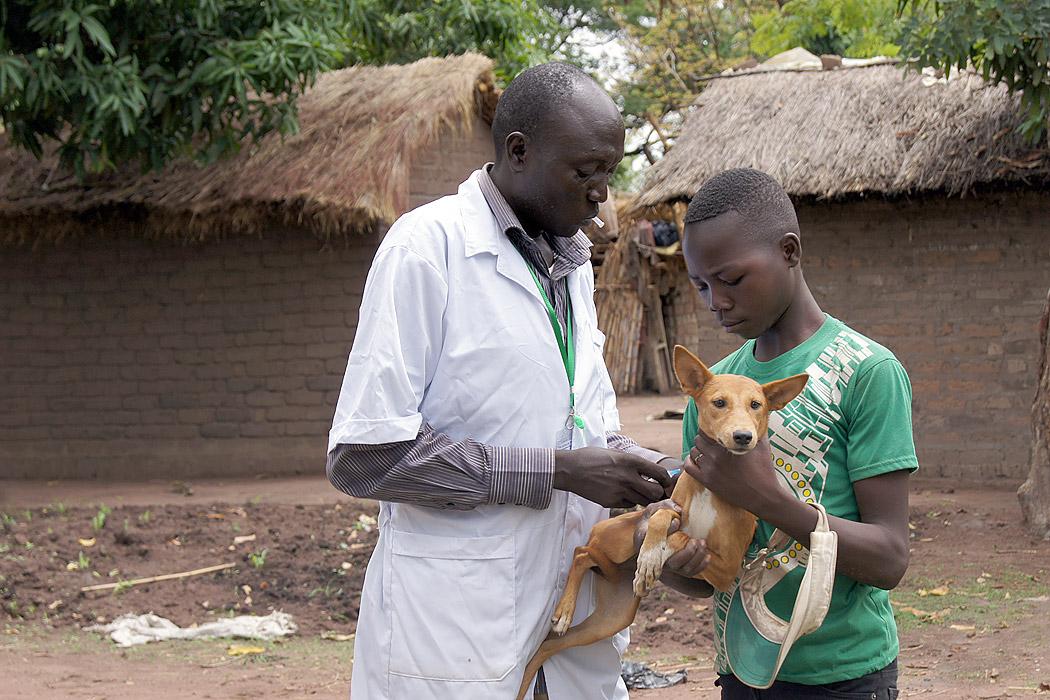 Im Rahmen einer Impfkampagne wird der Hund dieses Flüchtlingskinds im Lager Dosseye (Tschad) von einem LWB-Mitarbeiter geimpft. Am Welttag der humanitären Hilfe macht der LWB auf die von seinen Mitarbeitenden weltweit geleistete Arbeit aufmerksam. Foto: LWB/C. Kästner