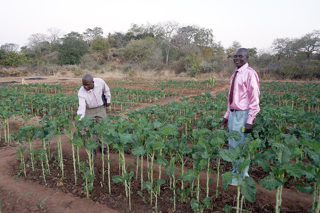 Ein Nutzgarten für Menschen, die mit HIV und AIDS leben, in Musume, Simbabwe. Foto: LWB/J. Brümmer