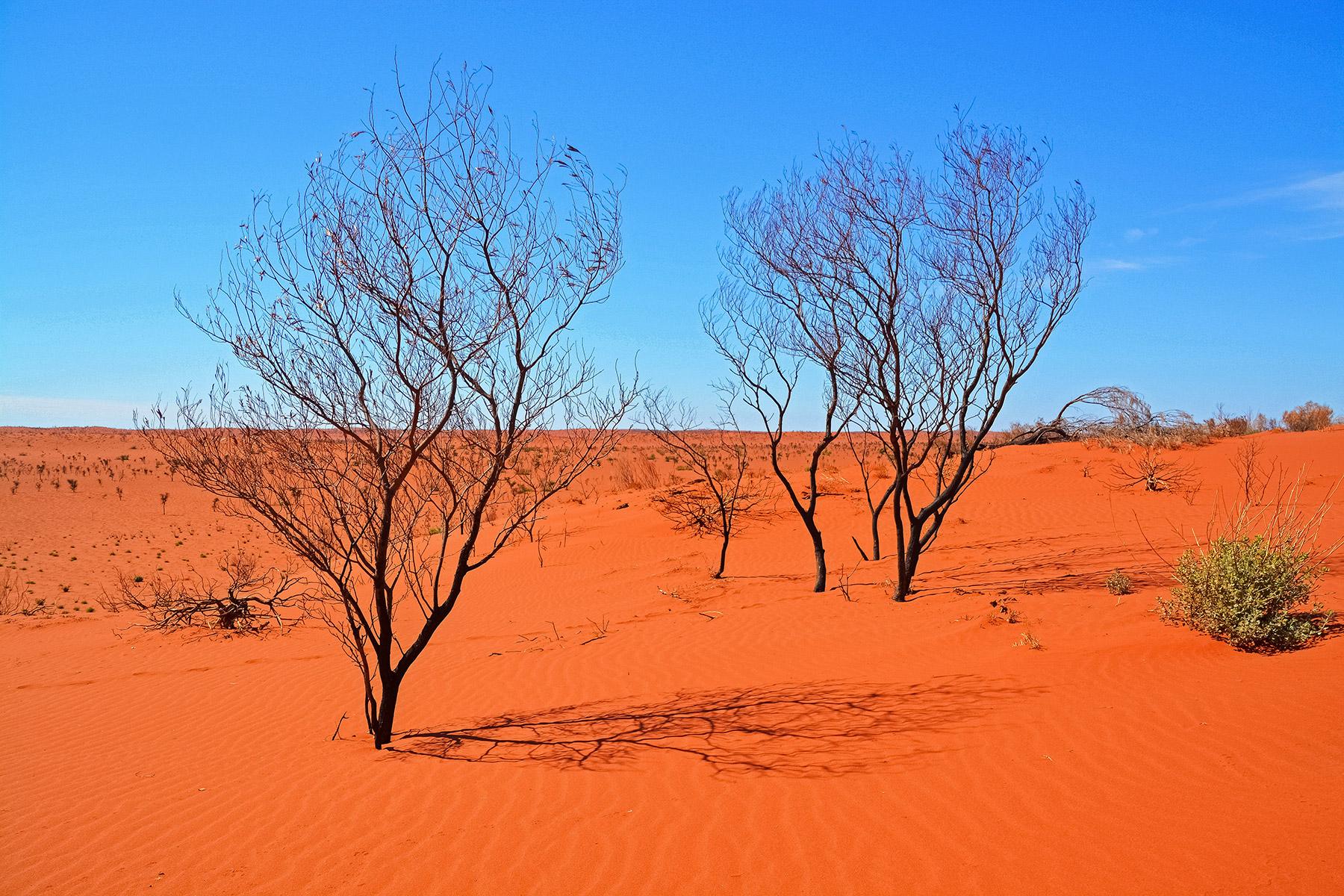 Desert in Western Australia. Photo: Jeremy Bezanger, Unsplash