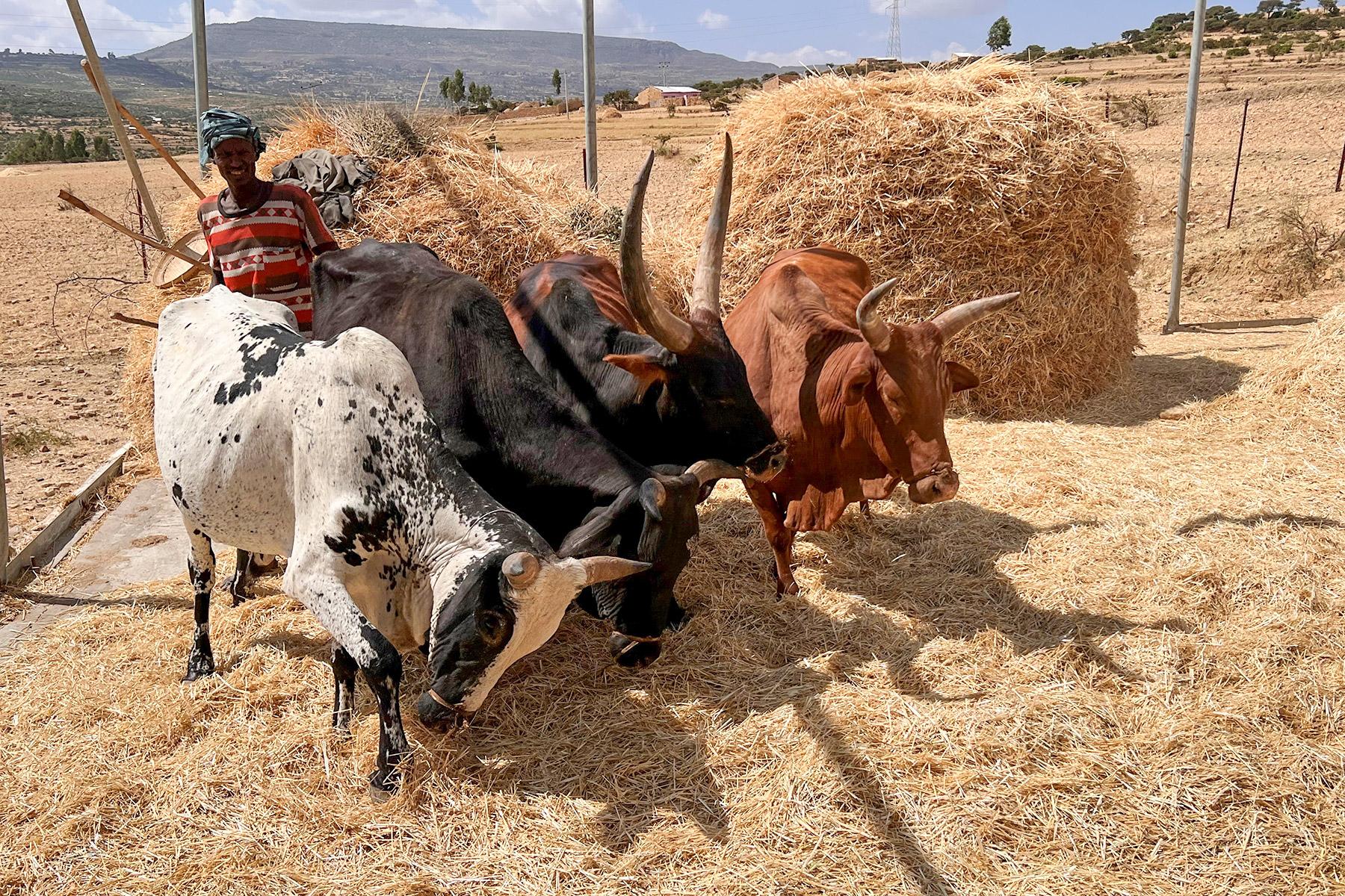 Ethiopia Tigray oxen