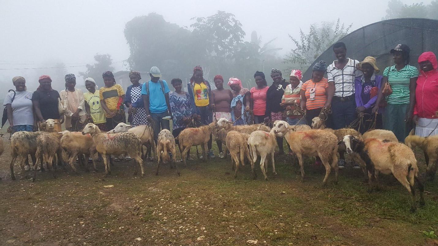 Haiti sheeps
