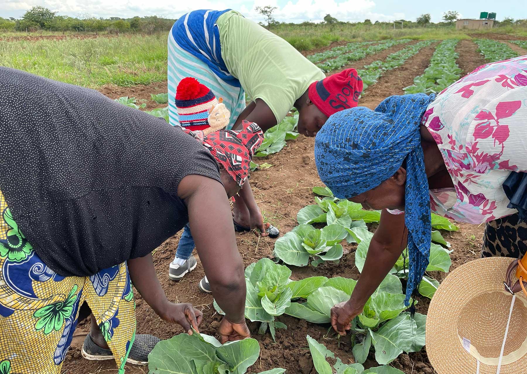 A community garden run by women in Mberengwa, Zimbabwe, where LWF supports skills development and advocacy training as part of its economic justice and women’s empowerment initiative. Photo: LWF/P. Bangoura 