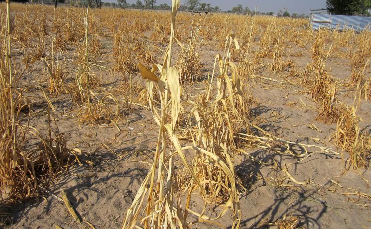 A field of dead millet crop in Omusati region, northern Namibia. © LWF/M. Retief 