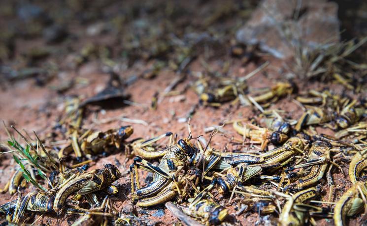 Dead locusts in Shilabo, Ethiopia’s Somali region, December 2019. Many locust have died as a result of spraying. Photo: FAO/Petterik Wiggers