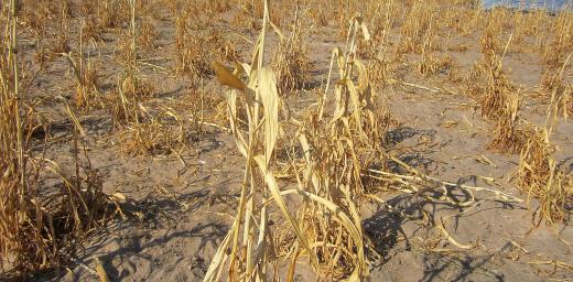 A field of dead millet crop in Omusati region, northern Namibia. Â© LWF/M. Retief 