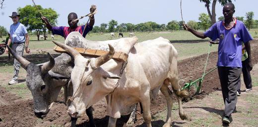 CAR refugees plow their field with the animals and plow provided by LWF in Southern Chad. Photo: LWF/C. KÃ¤stner