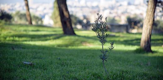 An olive tree, symbolizing peace, in Jerusalem. Photo: LWF/M. Renaux