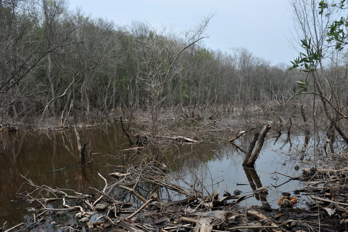 Dying mangroves on the Salvadorian coast; without them, local fishermen lose their livelihood. LWF/C. Kästner