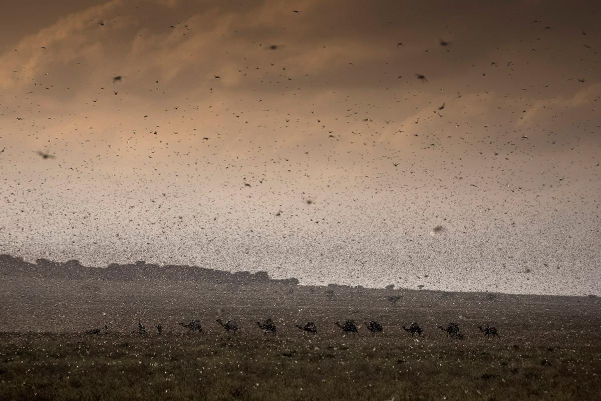 A herd of camels is trying to find its way through an invasion of locust in Ethiopia, Jijiga, December 2019. Photo: FAO/Petterik Wiggers