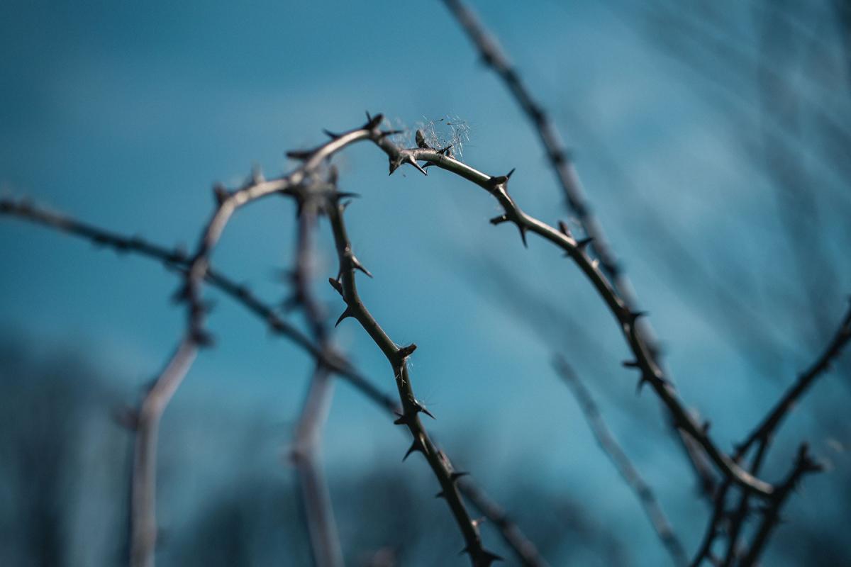 In LWF's Good Friday message Archbishop Dr Antje Jackelén, Vice President for the Nordic countries, strikes up a conversation on suffering and meaning with the author of 1Peter. Photo by Dominik Kempf on Unsplash